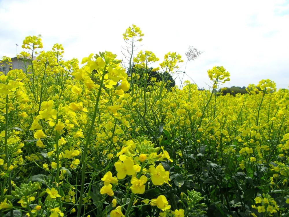 菜の花の咲く畑