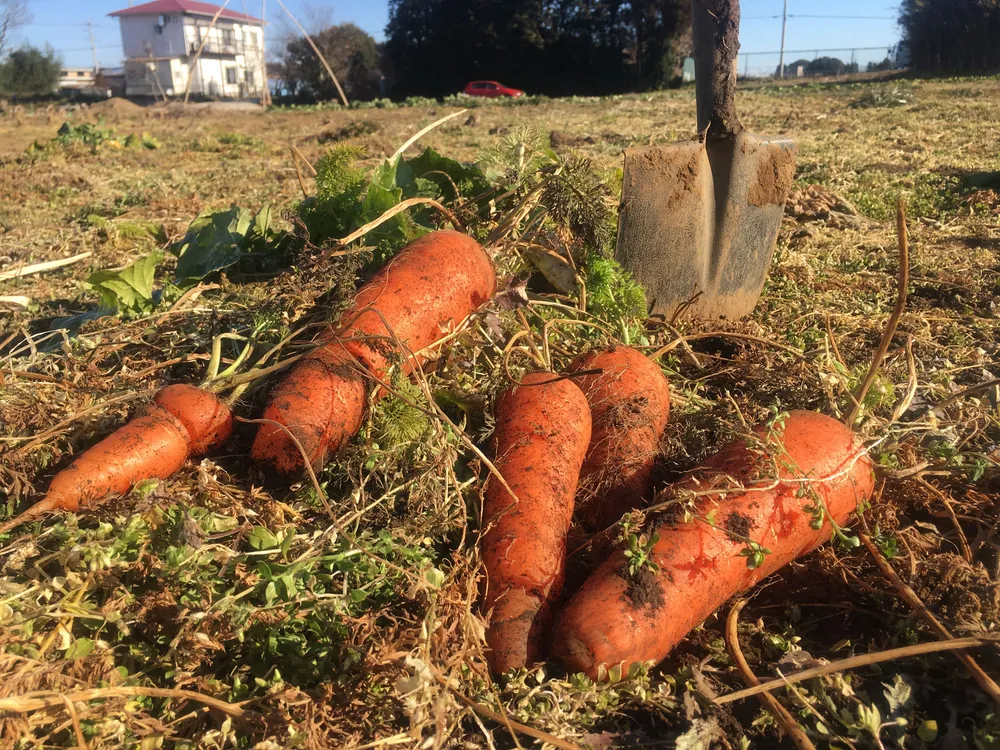 採れたて野菜のお持ち帰り