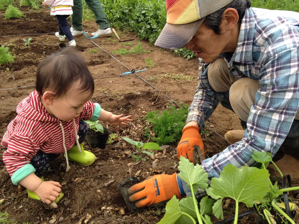 畑で野菜を収穫
